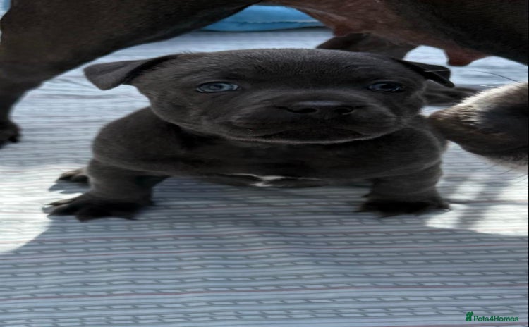 Staffordshire Bull Terrier dogs for sale - Advert 1