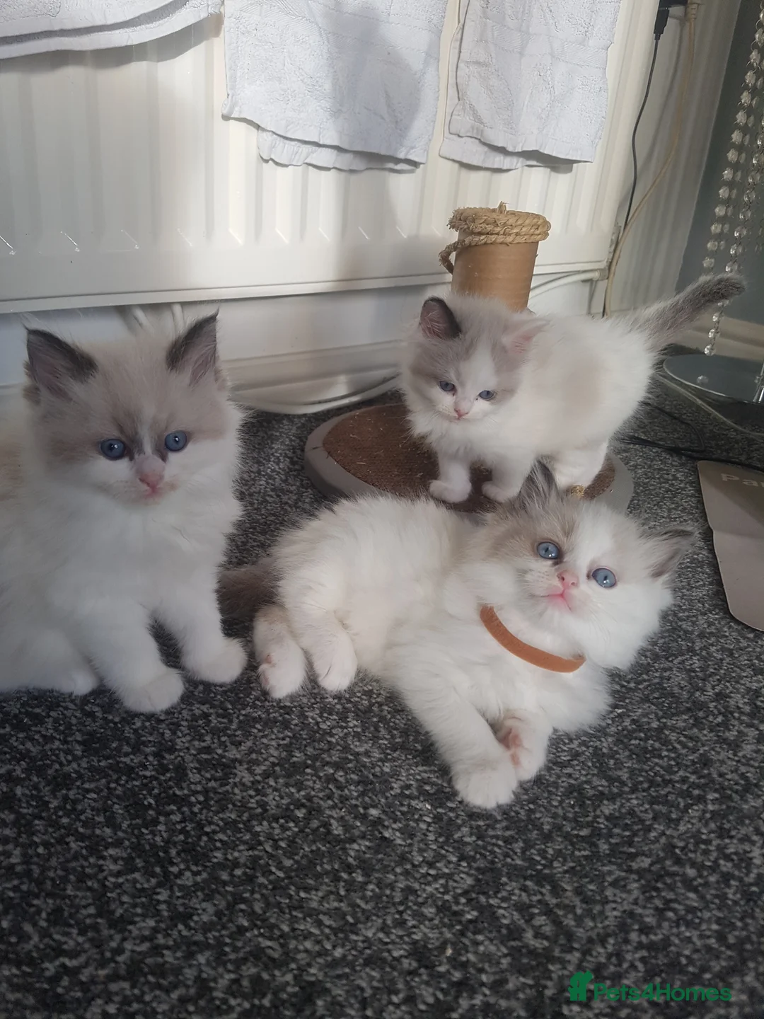 Ragdoll cats for stud: Ragdoll for stud in Peterlee - Advert 7