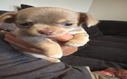 Chihuahua dogs for sale: Lilac puppies  - Image 4