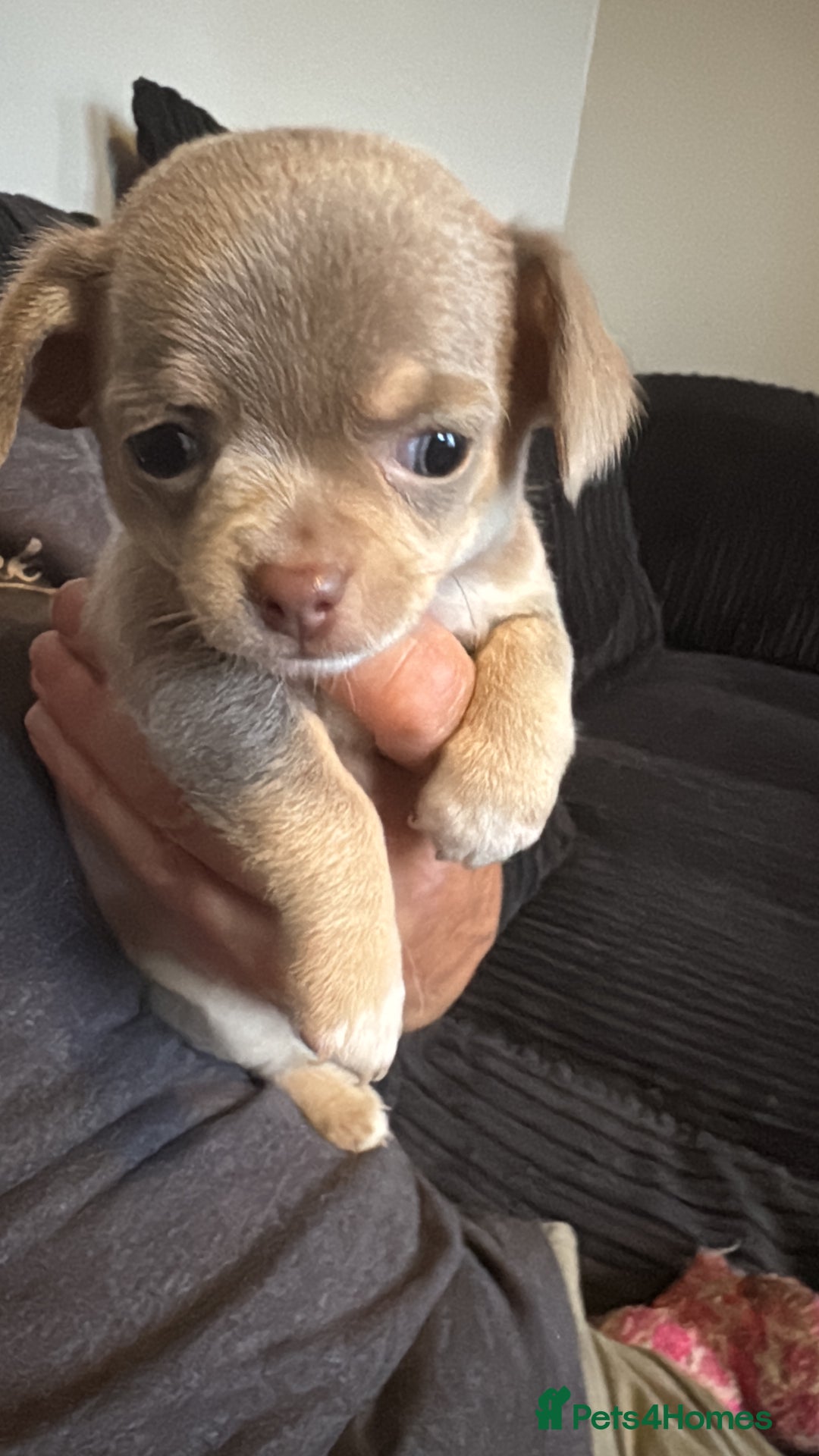 Chihuahua dogs for sale: Lilac puppies  - Image 4