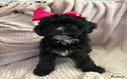 Cavapoo dogs for sale: Beautiful F1 Cavapoo boy & girl puppies - Image 3