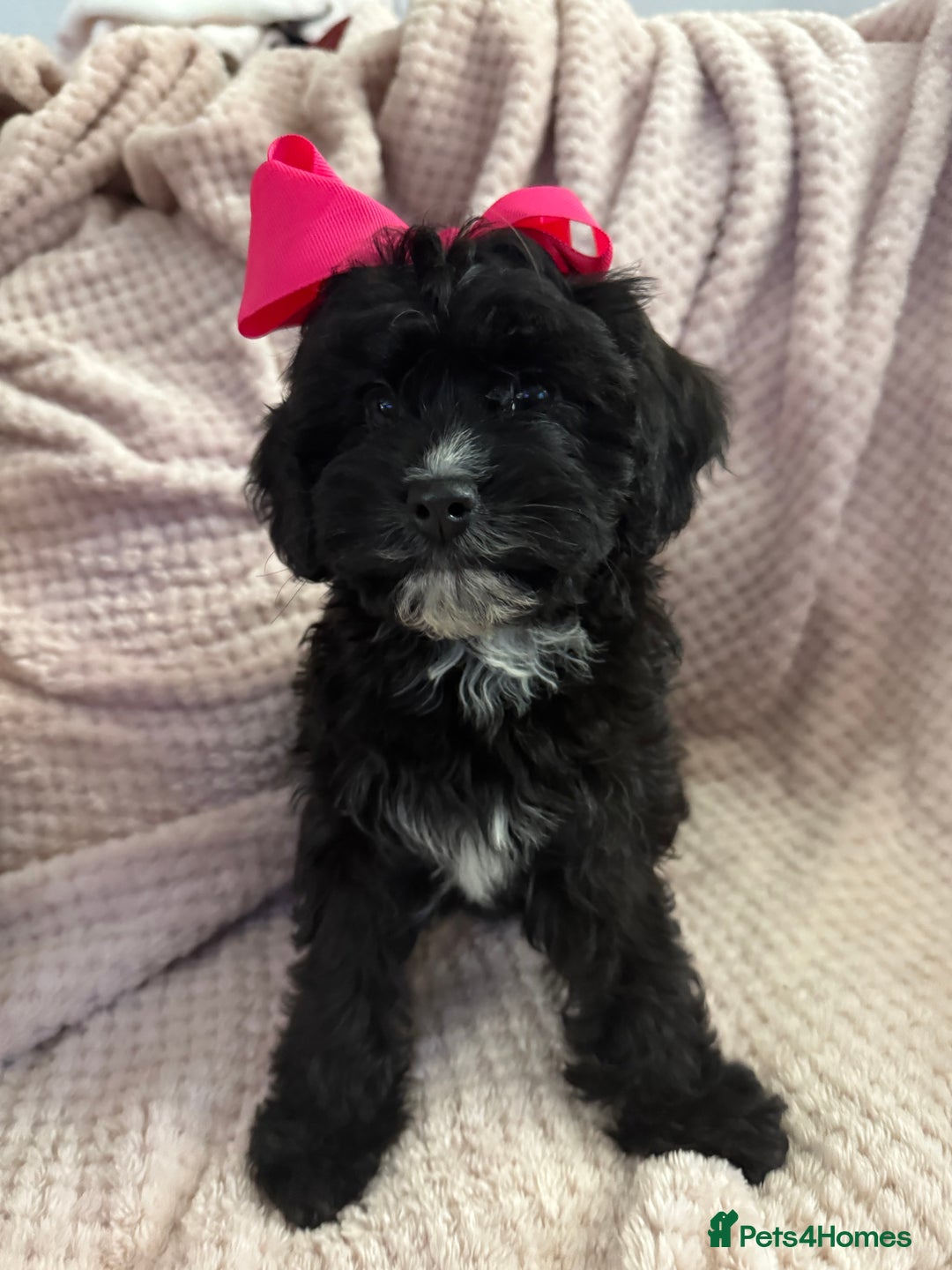 Cavapoo dogs for sale: Beautiful F1 Cavapoo boy & girl puppies - Image 3