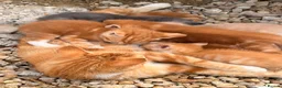 Mixed Breed cats for sale: Beautiful orange long fur kittens - Advert 5