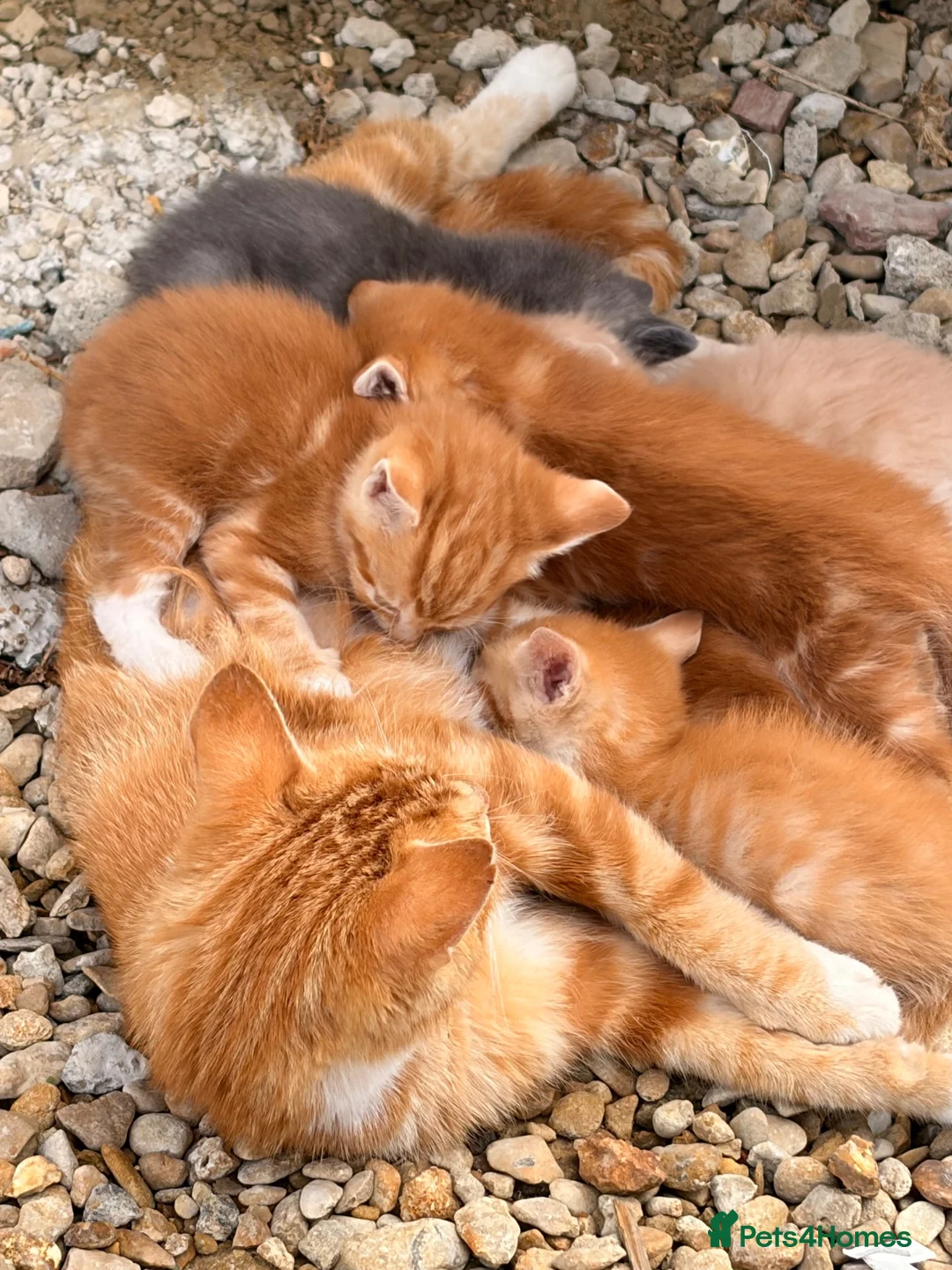 Mixed Breed cats for sale: Beautiful orange long fur kittens - Advert 5