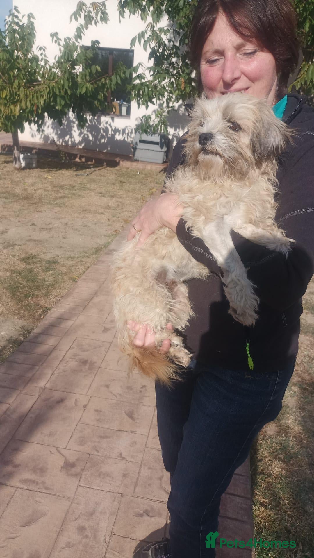 Mixed Breed dogs 🍭 LOLLIPOP IS LOOKING FOR HER FOREVER HOME 🍭 - Advert 1