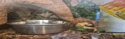 Python Snake reptiles for sale: Complete 4ft Vivexotic Stack & 4 Ball Pythons. in Chatham - Advert 5