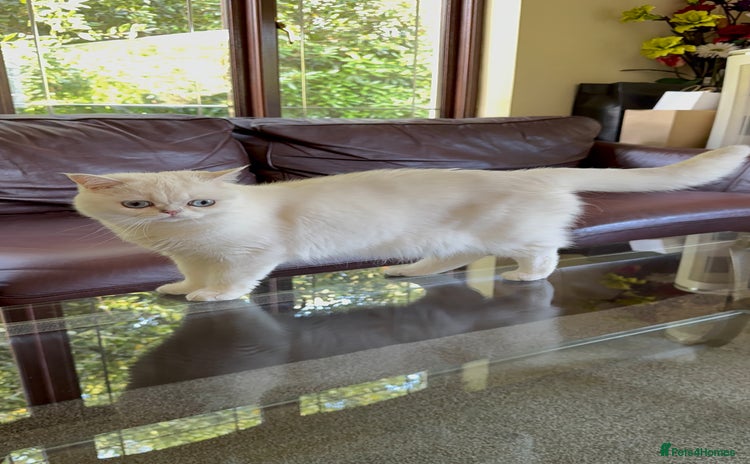 British Shorthair cats - Advert 2