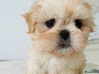 Shih Tzu dogs - Advert 25