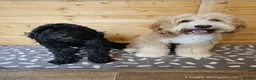 Australian Labradoodle dogs for sale: 8 Gorgeous Australian labradoodle puppies - Advert 3