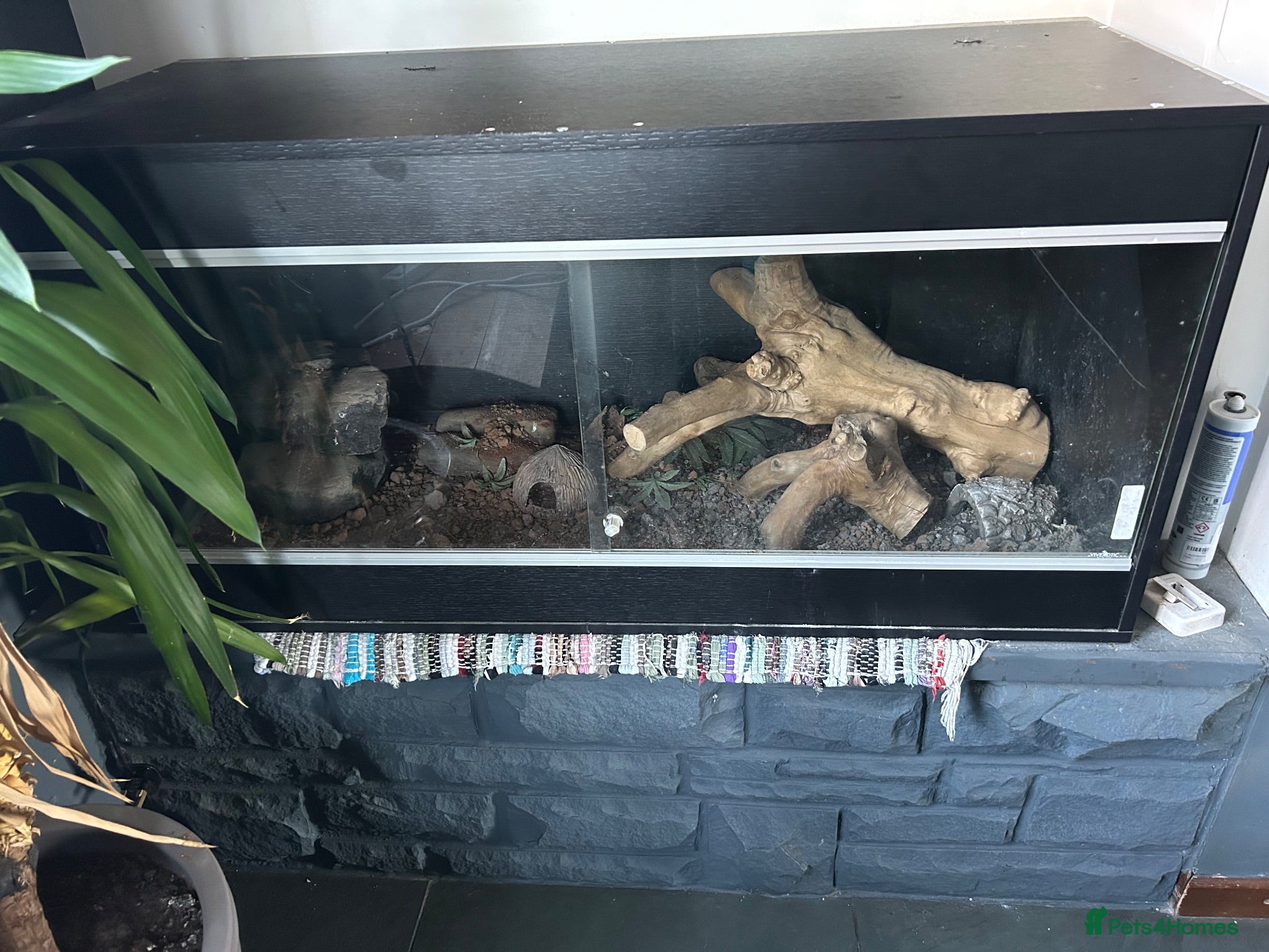 Lizard reptiles Male collard lizards - Advert 7