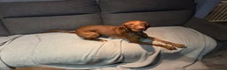 Hungarian Vizsla dogs for sale: 2 year old Hungarian vizla  - Advert 1
