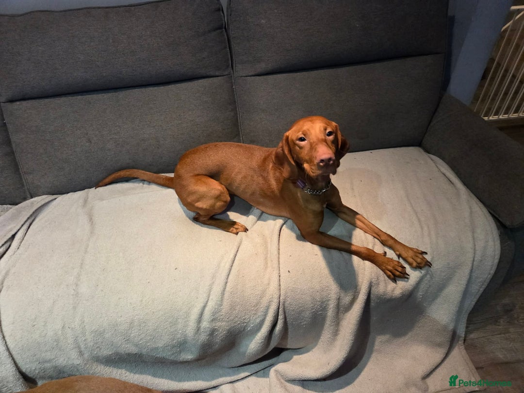Hungarian Vizsla dogs for sale: 2 year old Hungarian vizla  - Advert 1
