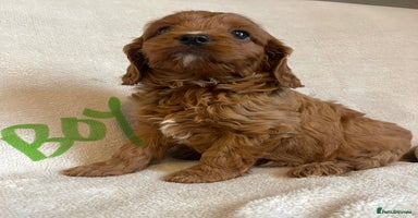 Cavapoo dogs - Advert 7