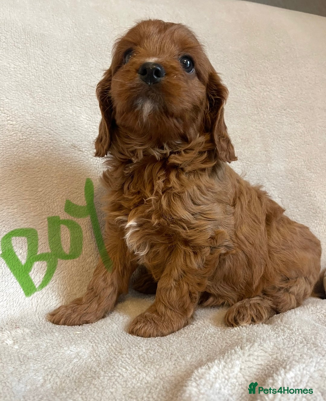 Cavapoo dogs for sale: Cavapoo pups - Image 2