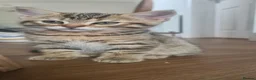Mixed Breed cats for sale: 2 beautiful kittens - Advert 6