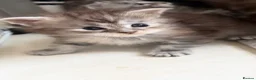 Maine Coon cats for sale: 6 loving kittens  in Swindon - Advert 8