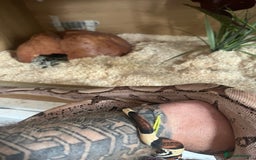 Boa Snake reptiles for sale: Boa for sale no time waster’s please  in Barnsley - Image 5