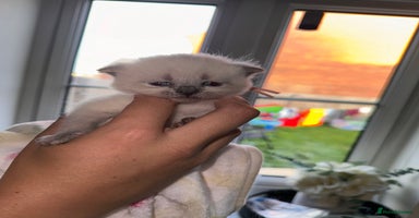 British Shorthair cats - Advert 8