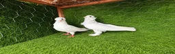 Pigeons birds for sale: Beautiful, Vaccinated & Friendly Pigeons - Advert 20