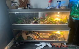 Python Snake reptiles for sale: 2 x royal ball python’s with set up  - Image 1