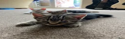 Khao Manee cats for sale: 3 Kittens  in Horley - Advert 1