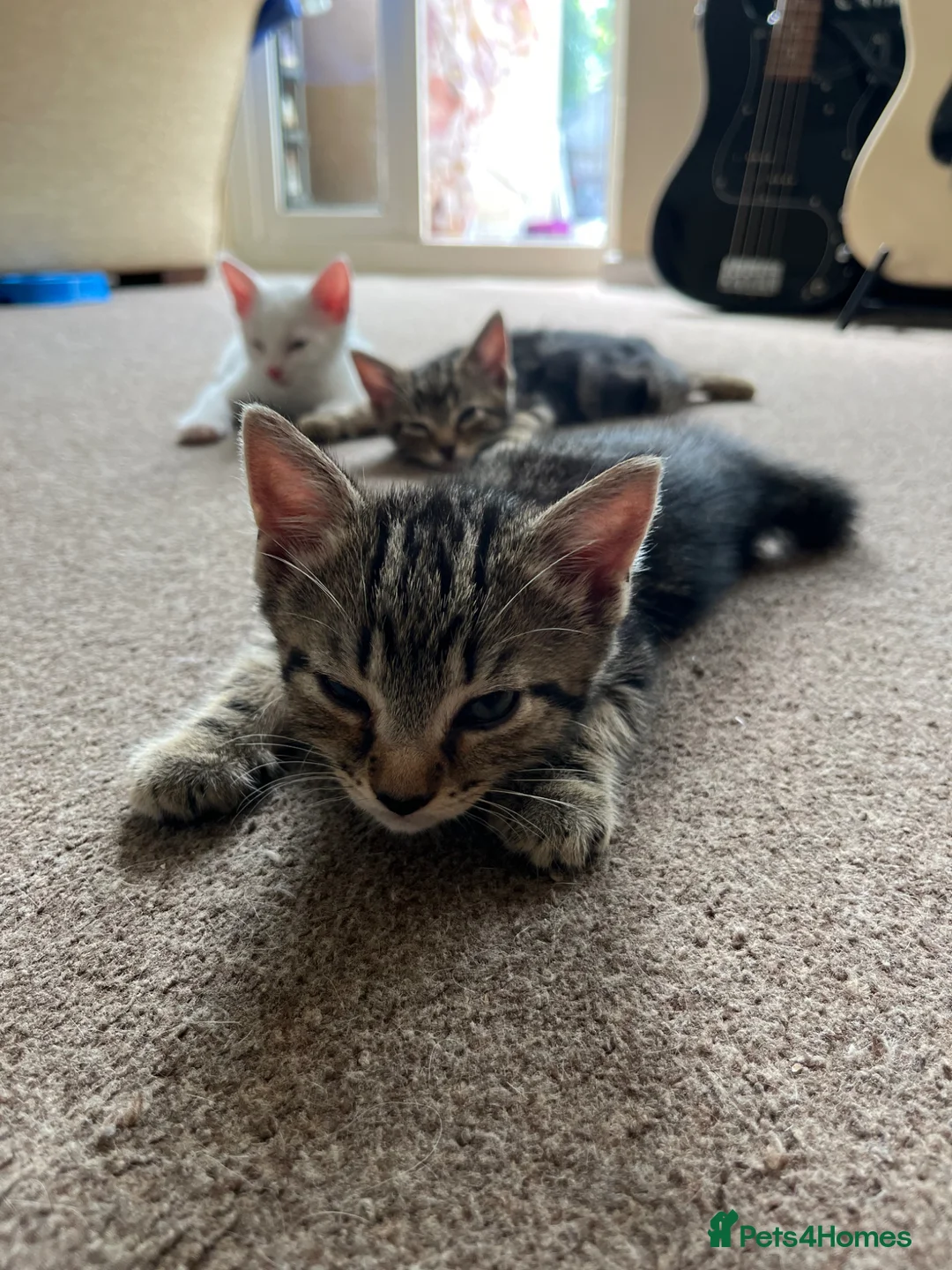 Khao Manee cats for sale: 3 Kittens  in Horley - Advert 1