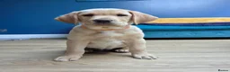 Labrador Retriever dogs for sale: Gorgeous Golden Labrador Girl, KC bloodline - Advert 10