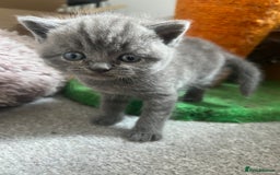 British Shorthair cats for sale: Stunning blue British shorthair - Image 4