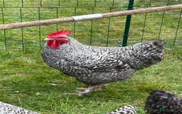 Chickens poultry for sale: French Silver Cuckoo Maran Cockerels - Image 4