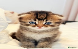 Scottish Fold cats for sale: Half Scottish half British short hair  in London - Image 2