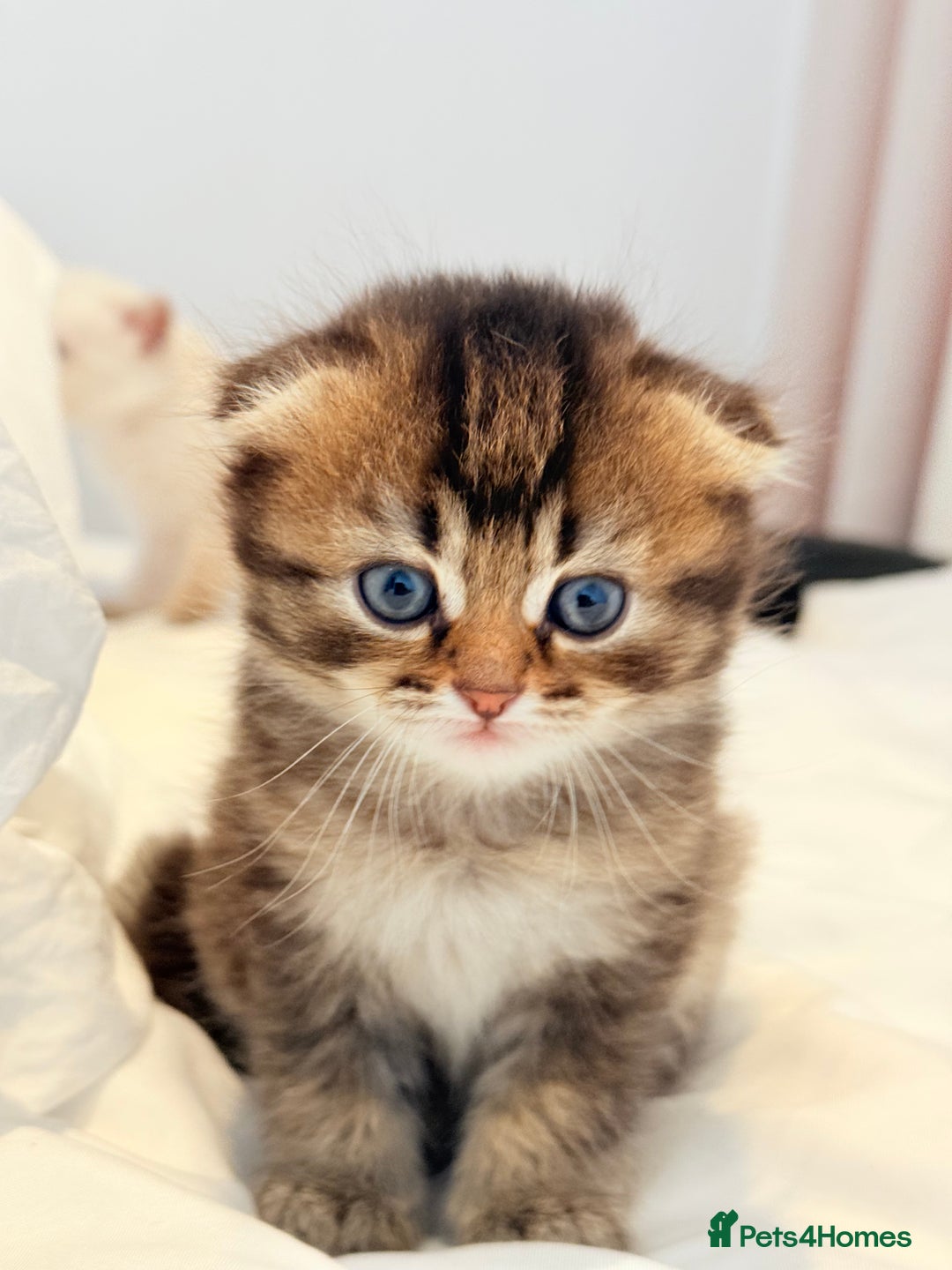 Scottish Fold cats for sale: Half Scottish half British short hair  in London - Image 2