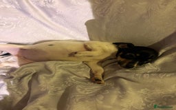 Jack Russell dogs for sale: Girl jack Russell puppy  - Image 5