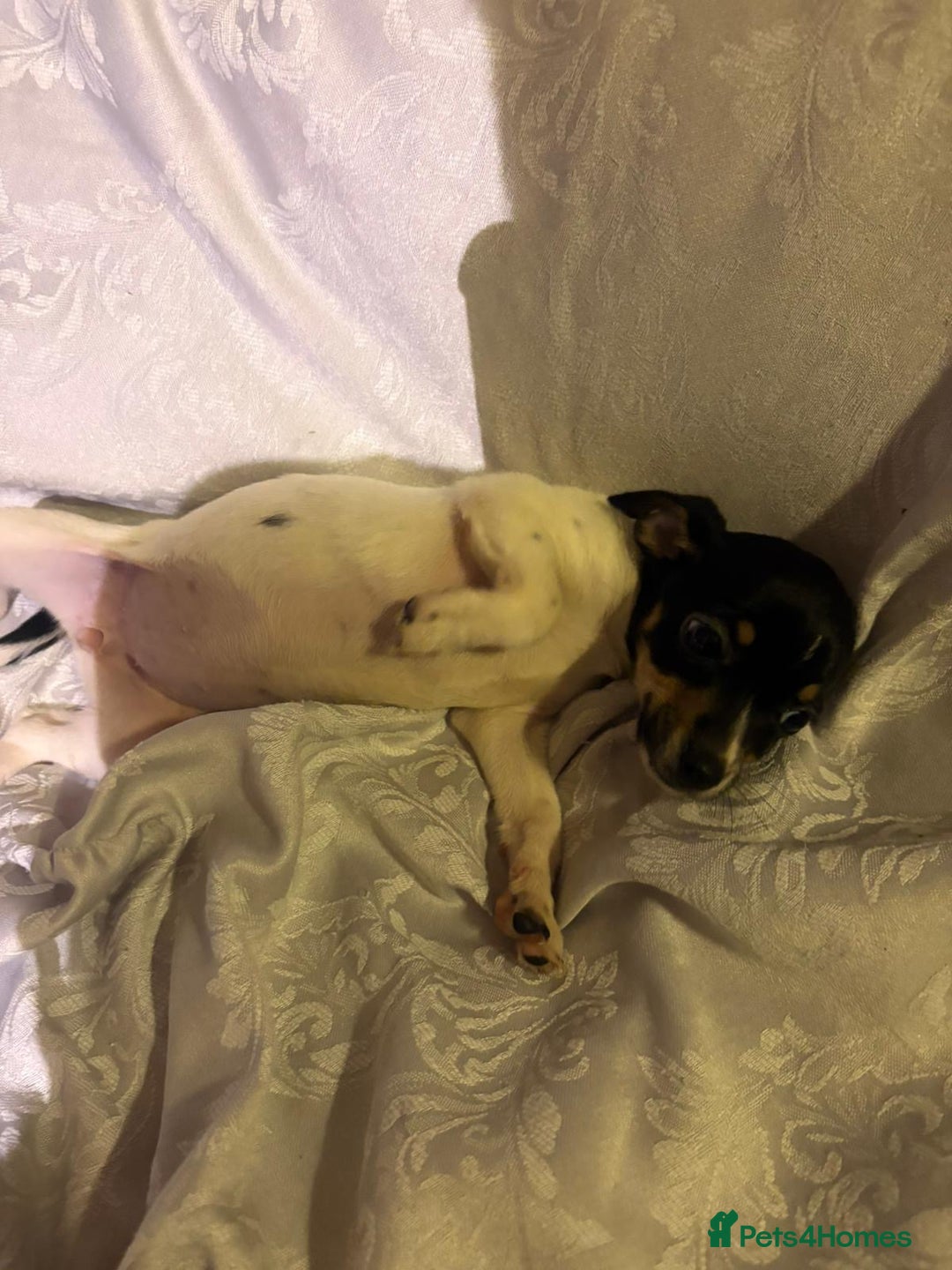 Jack Russell dogs for sale: Girl jack Russell puppy  - Image 5