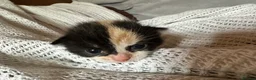 British Shorthair cats for sale: 3 Gorgeous little ladies  - Advert 8