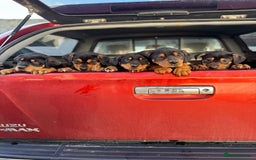 Huntaway dogs for sale: CHUNKY HUNTAWAY PUPPIES FOR SALE  - Image 4