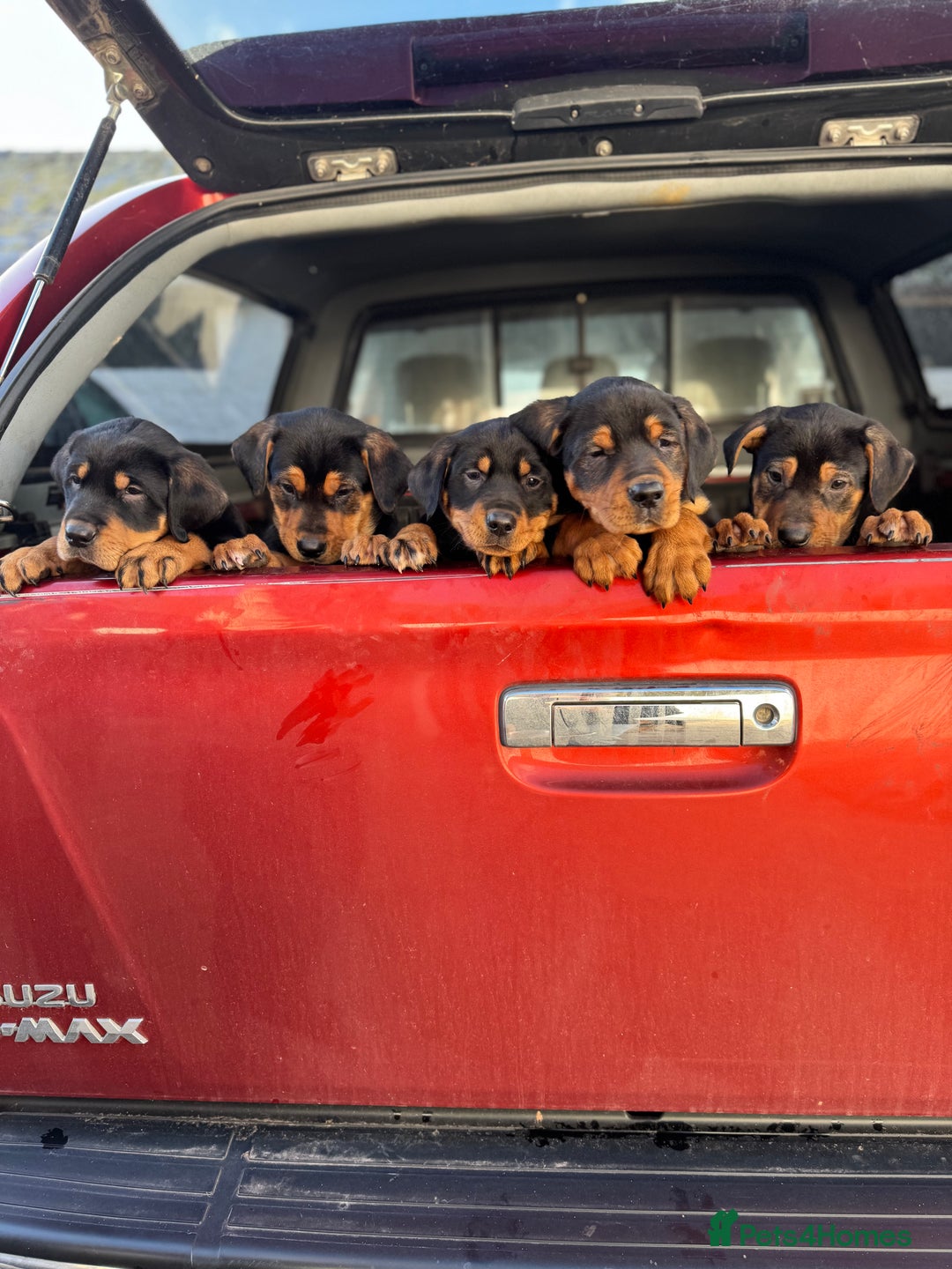 Huntaway dogs for sale: CHUNKY HUNTAWAY PUPPIES FOR SALE  - Image 4