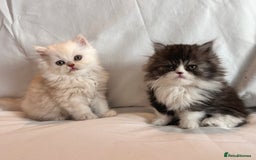 Persian cats for sale: 3 Cuddly Persian Babies❤️ - Image 13