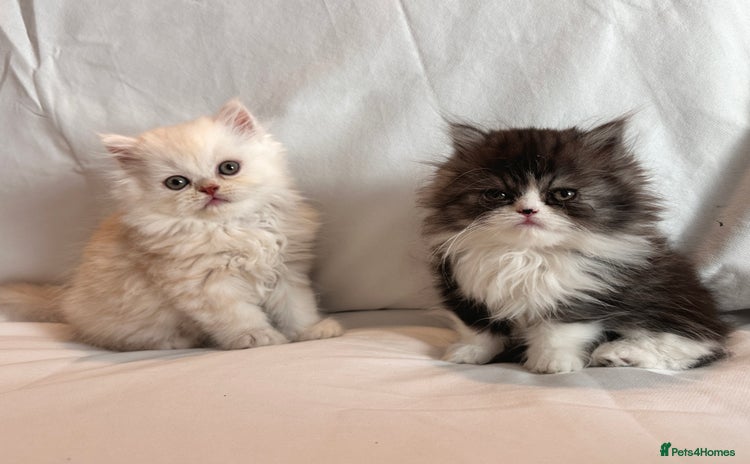 Persian cats - Advert 1