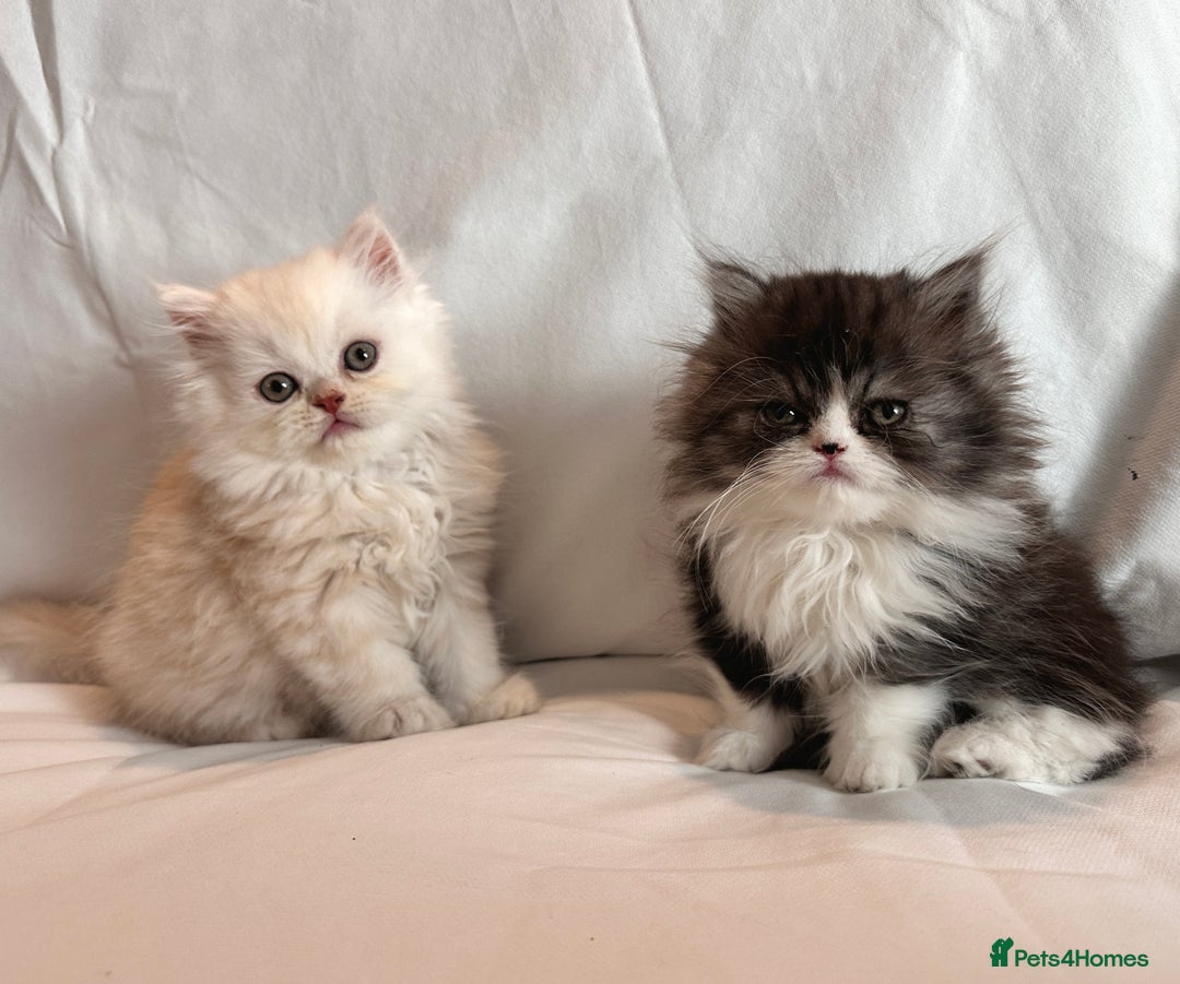 Persian cats for sale: 3 Cuddly Persian Babies❤️ - Image 13
