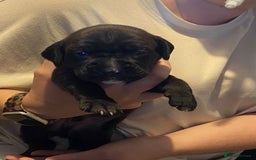 Mixed Breed dogs for sale: Boxsla (Boxer/Vizsla)  - Image 10