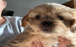 Cava Tzu dogs for sale: Shitalier  - Image 7