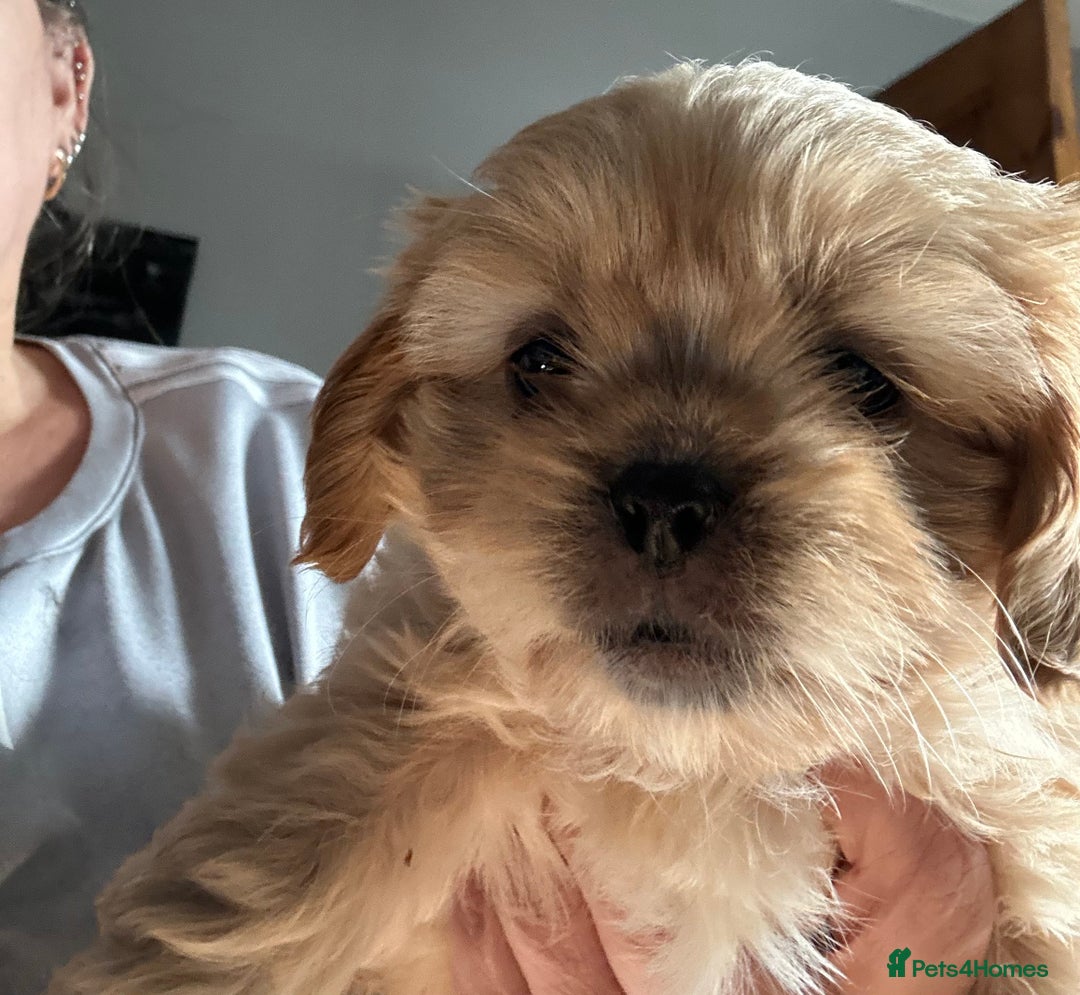 Cava Tzu dogs for sale: Shitalier  - Image 7