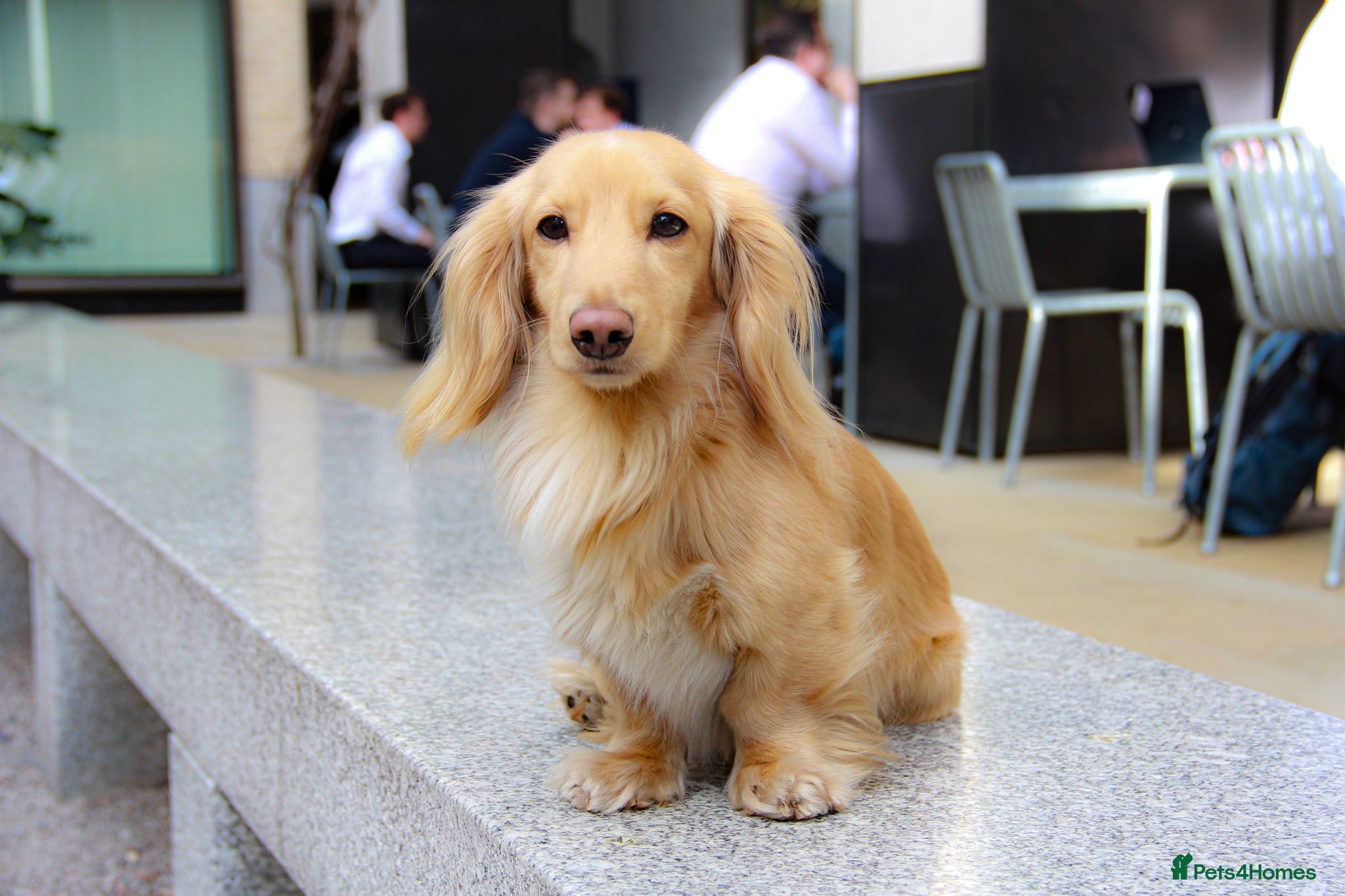 Miniature Dachshund dogs KC Registered Miniature Dachshund Boy - Advert 4