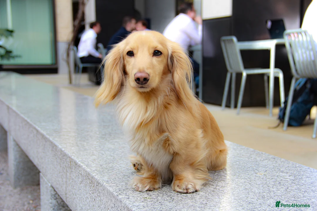 Miniature Dachshund dogs for sale: KC Registered Miniature Dachshund Boy - Advert 1