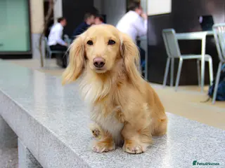 Miniature Dachshund dogs KC Registered Miniature Dachshund Boy - Advert 4