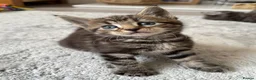 Maine Coon cats for sale: Beautiful 100% Maine coin kittens - Advert 1