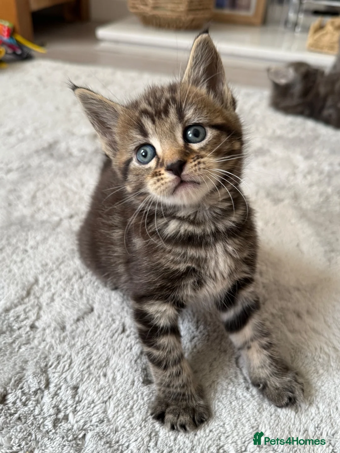 Maine Coon cats for sale: Beautiful 100% Maine coin kittens - Advert 1