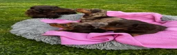 Dachshund dogs for sale: Mini long hair Dachshunds for sale - Advert 2