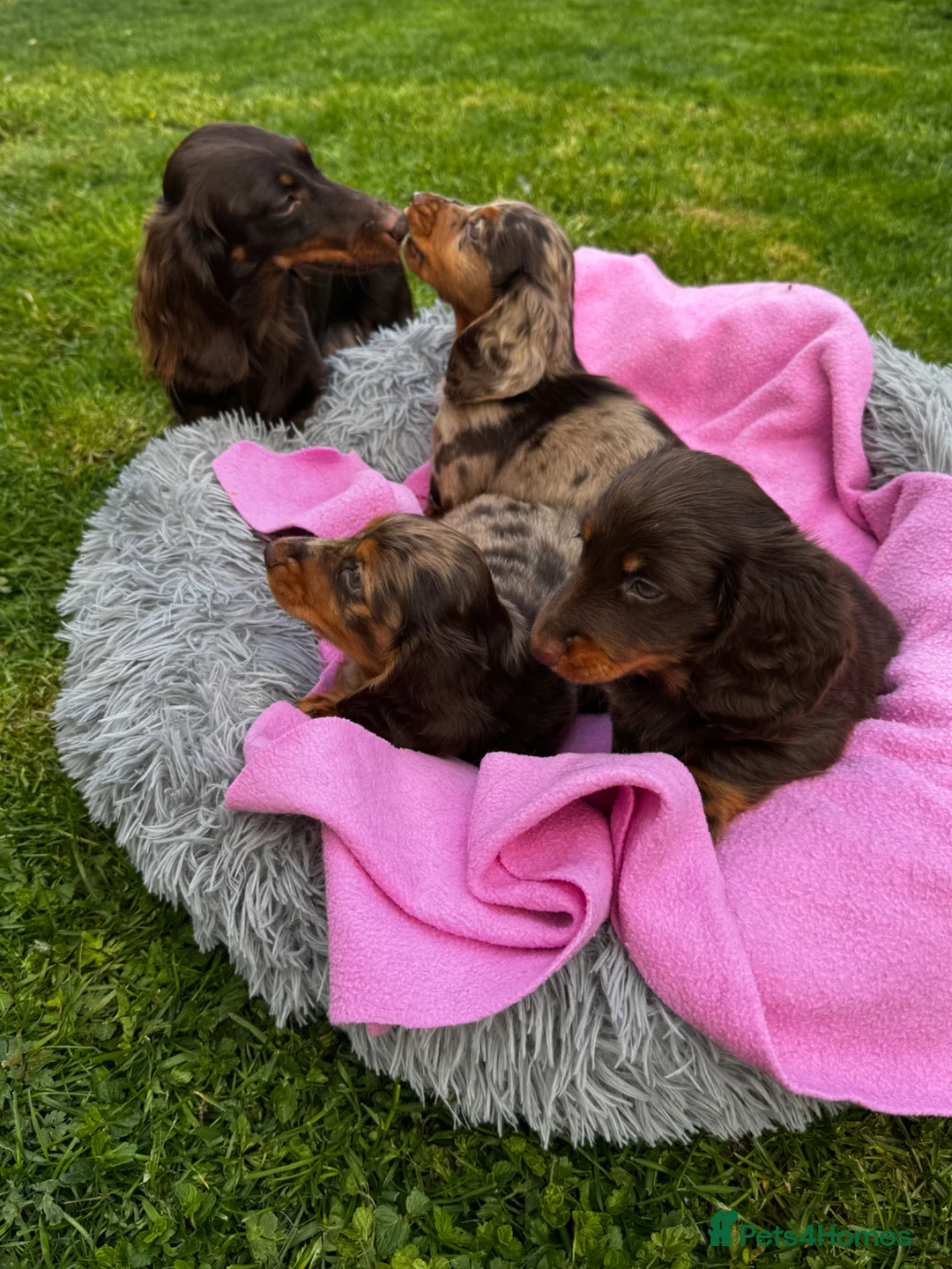Dachshund dogs for sale: Mini long hair Dachshunds for sale - Advert 2