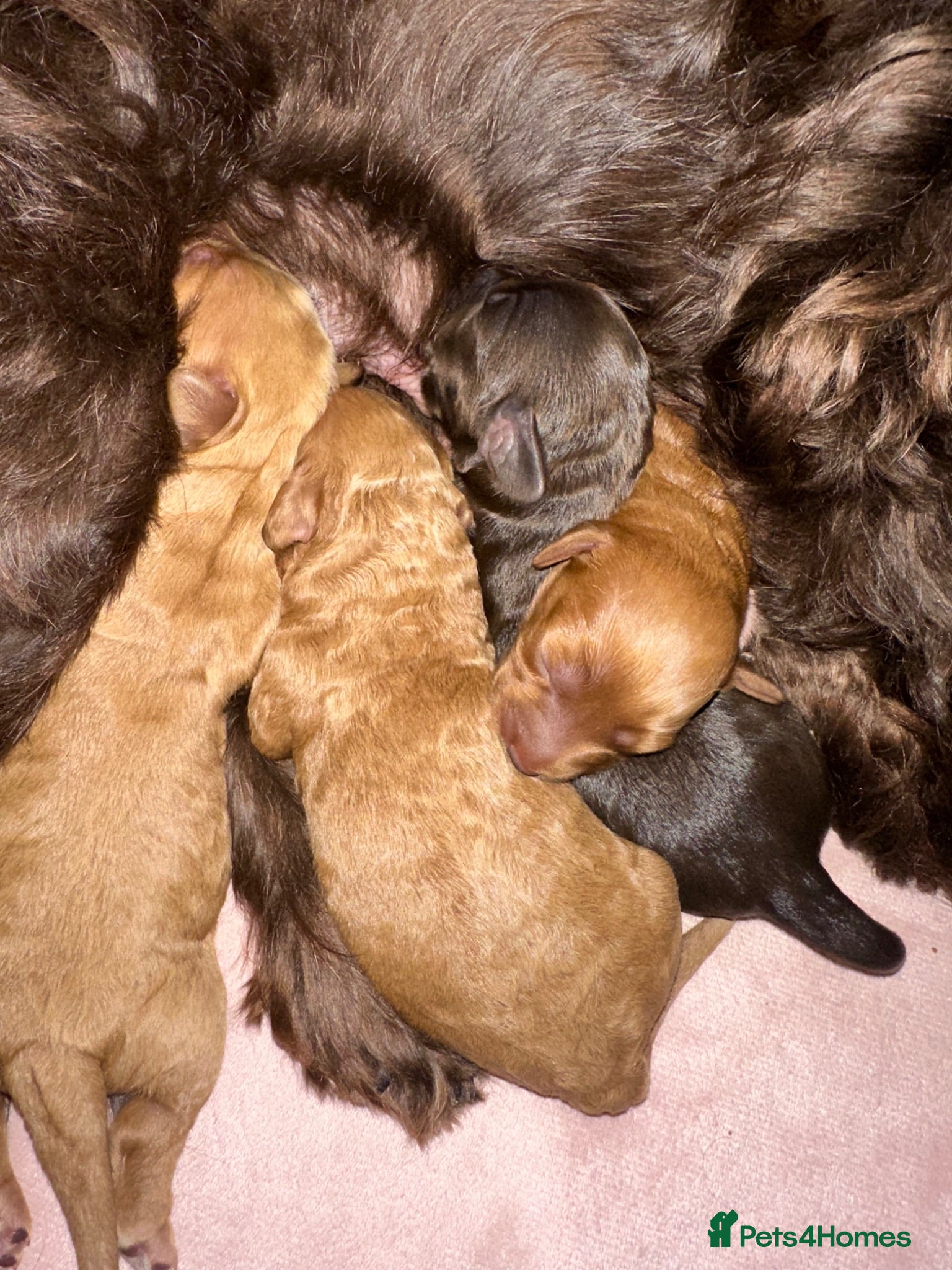 Cockapoo dogs Beautiful miniature cockapoos - Advert 2
